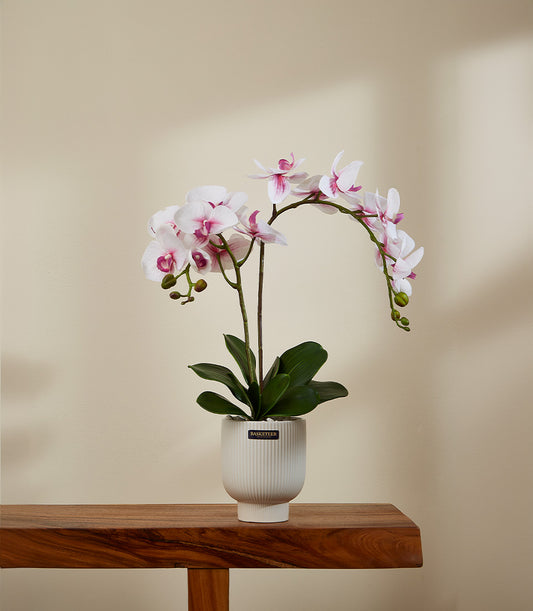 Purple and white potted orchid in ribbed ceramic pot, luxury gift with fresh blooms and green foliage