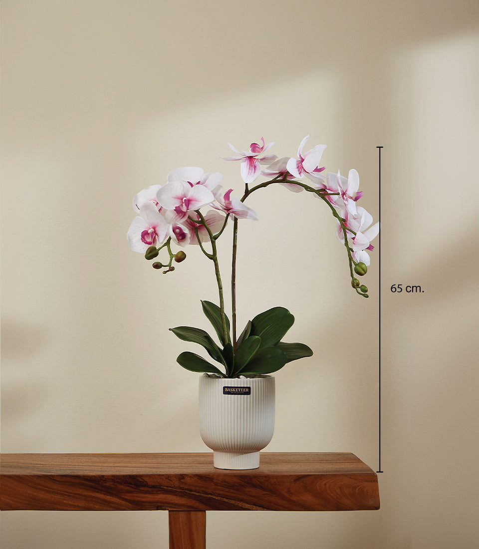 Potted purple orchid in white ceramic pot, premium gift plant with vibrant blooms and green foliage