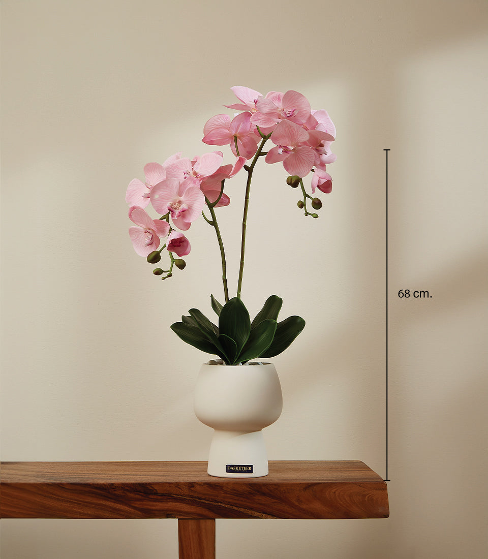 Elegant pink orchid potted plant in white ceramic pot with dark green foliage, luxury gift arrangement