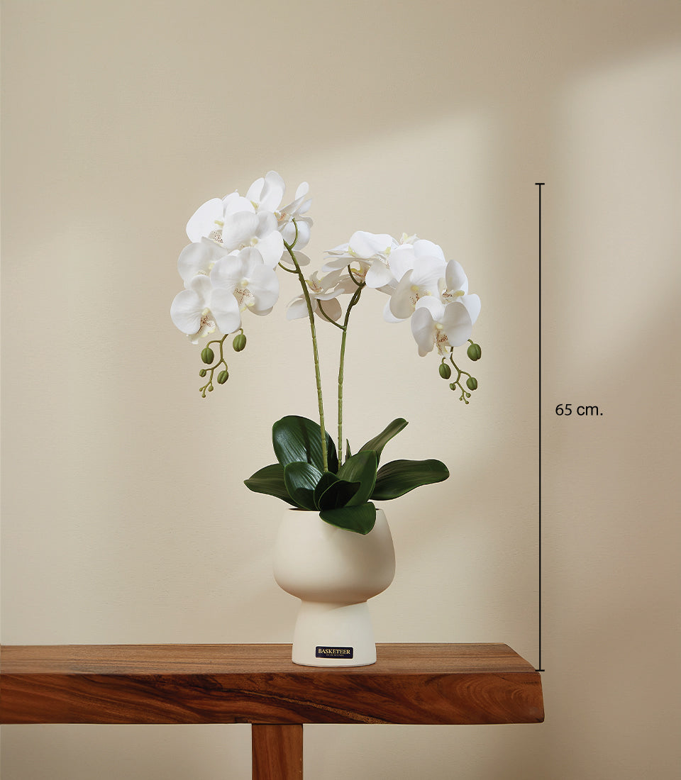 White potted orchid with cream ceramic pot, elegant gift arrangement, 65 cm height