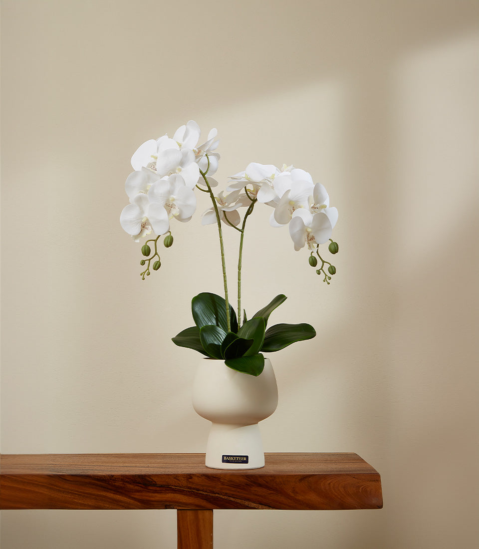 White potted orchid in cream ceramic vase, elegant gift for any occasion