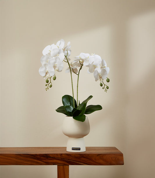 White potted orchid in cream ceramic vase, elegant gift for any occasion