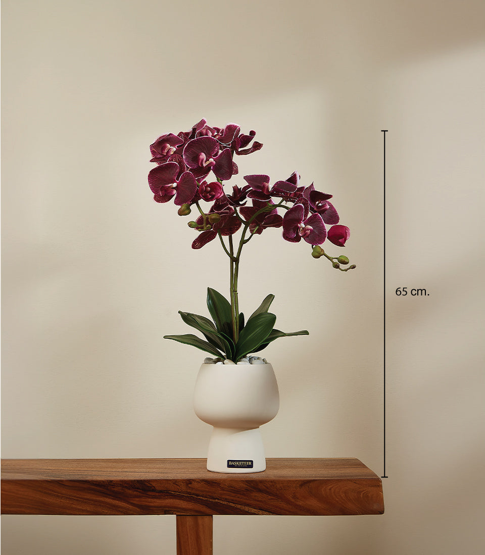 Regal burgundy potted orchid with deep purple blooms in white ceramic pot, 65 cm tall