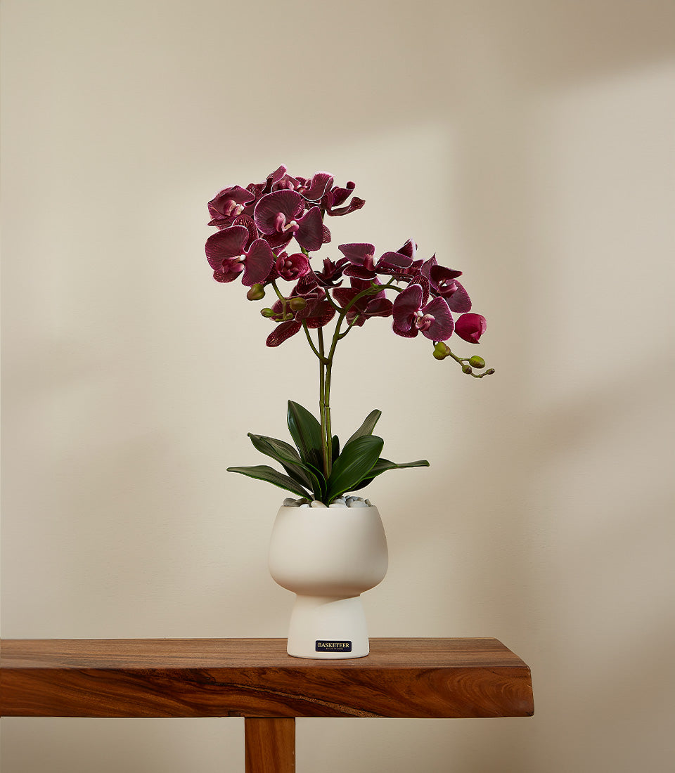 Regal burgundy potted orchid with deep purple flowers in white ceramic vase with pebbles