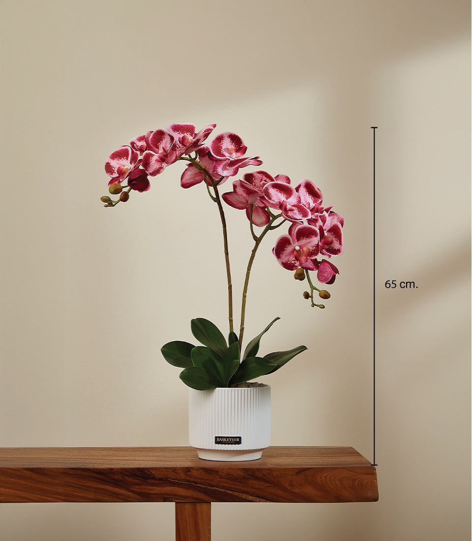 Vibrant pink speckled orchids in white ceramic pot, 65cm potted plant gift