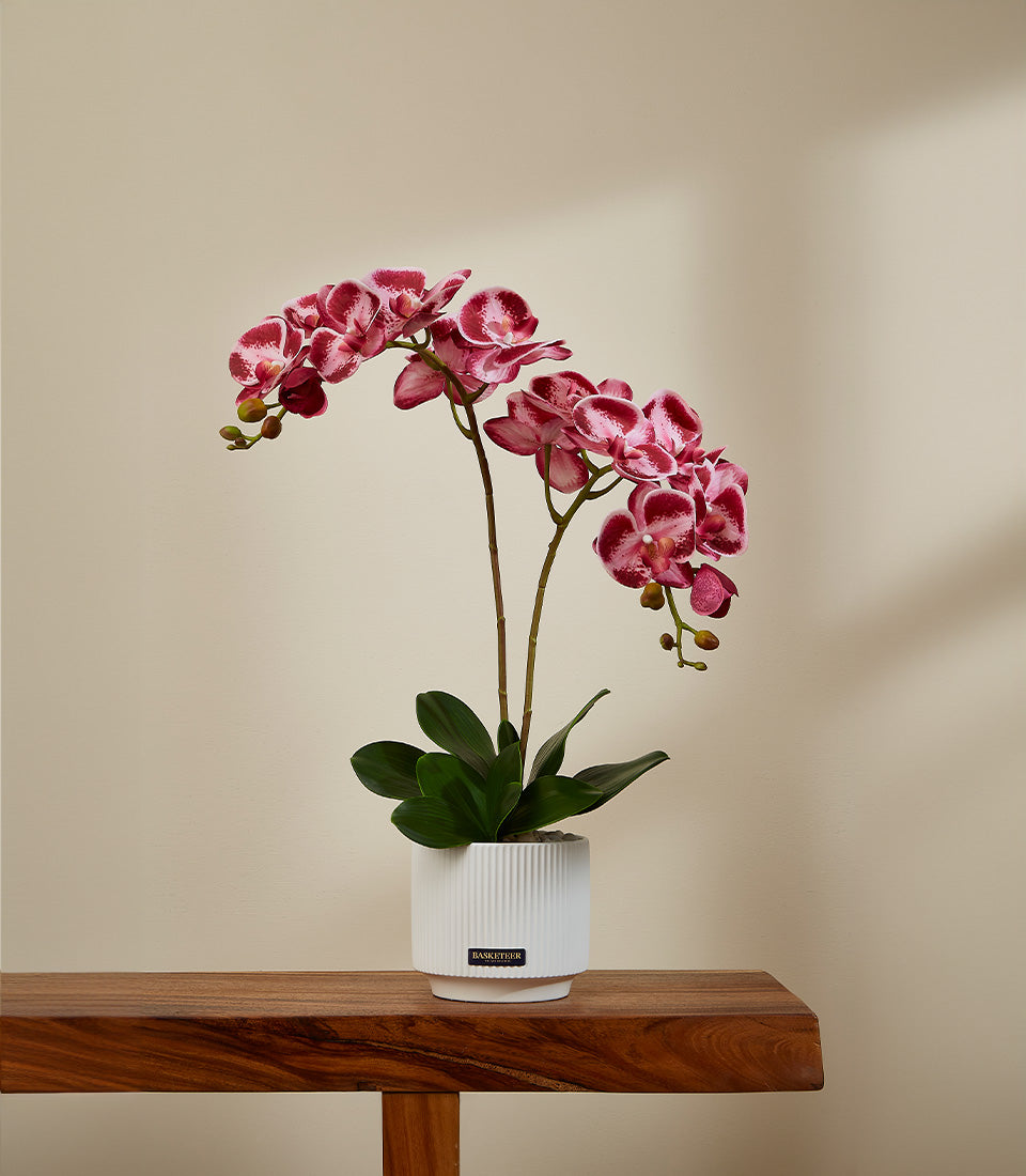 Vibrant pink and white potted orchids in white ceramic pot, premium artificial flower arrangement for gifting