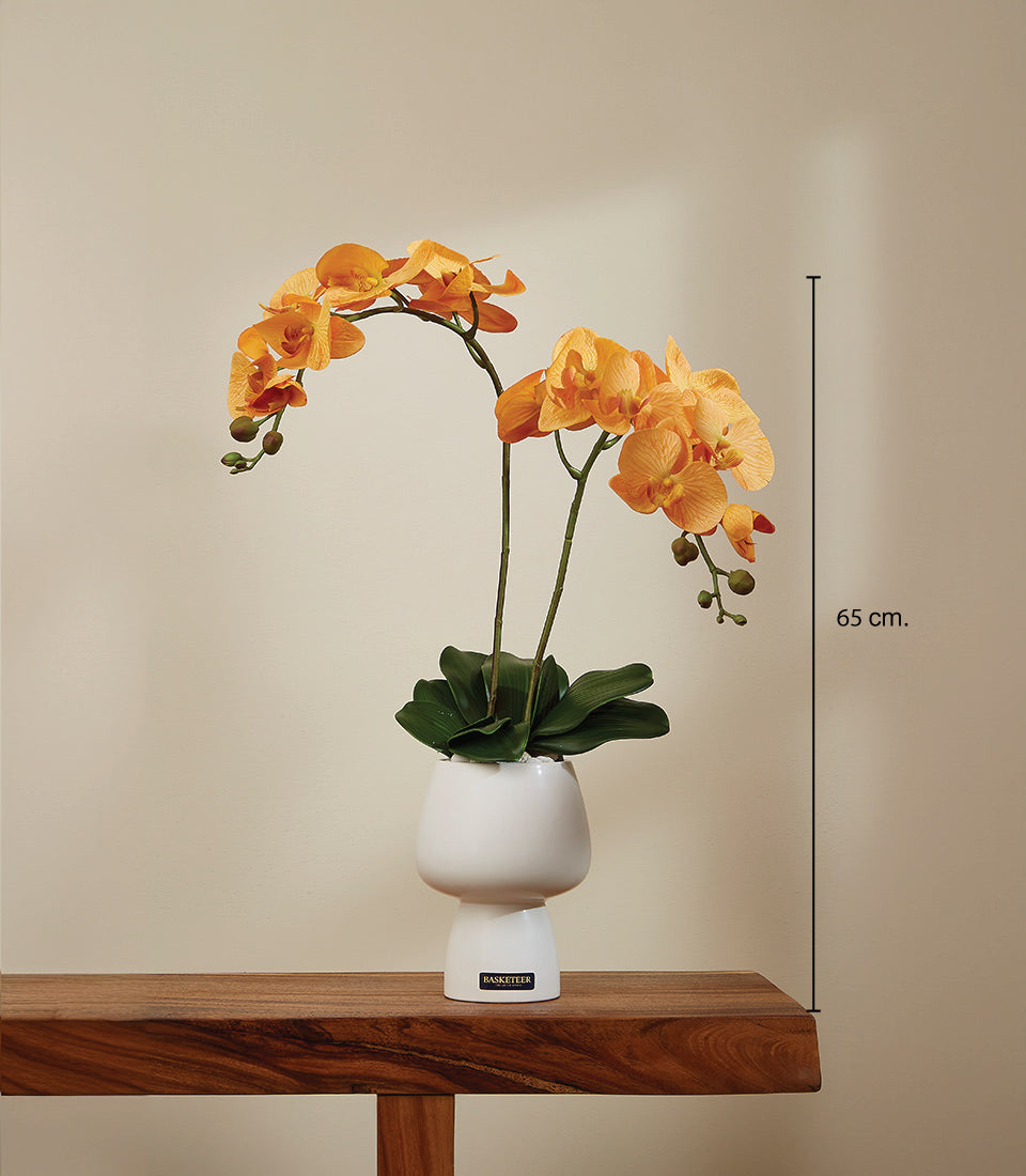 Golden Sunrise orange phalaenopsis orchids in white ceramic pedestal vase, 65cm potted arrangement