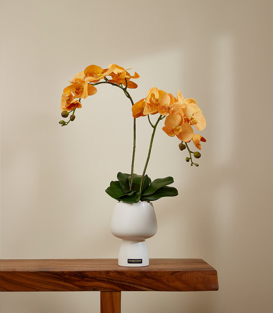 Golden Sunrise potted orchid with orange-peach blooms in modern white ceramic vase