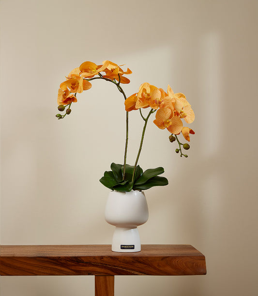 Golden Sunrise potted orchid with orange-peach blooms in modern white ceramic vase