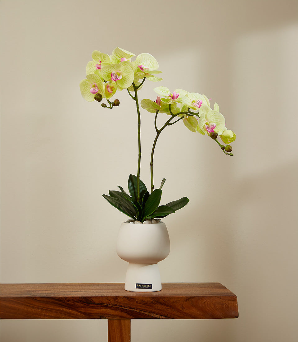 Lime and pink artificial orchid plant in white ceramic pot with decorative stones