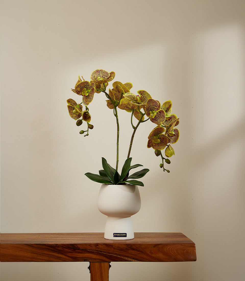 Speckled Sunshine potted orchid with yellow and maroon blooms in white ceramic vase