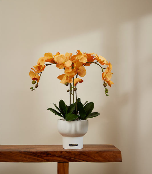 Vibrant orange phalaenopsis orchid with green buds in white ceramic ribbed planter