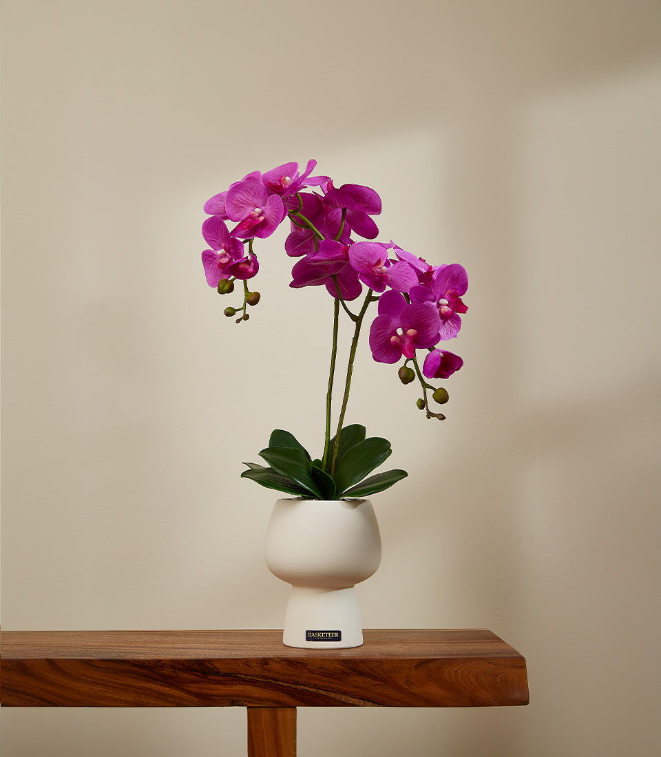 Vibrant fuchsia potted orchid with deep magenta blooms in modern white ceramic vase