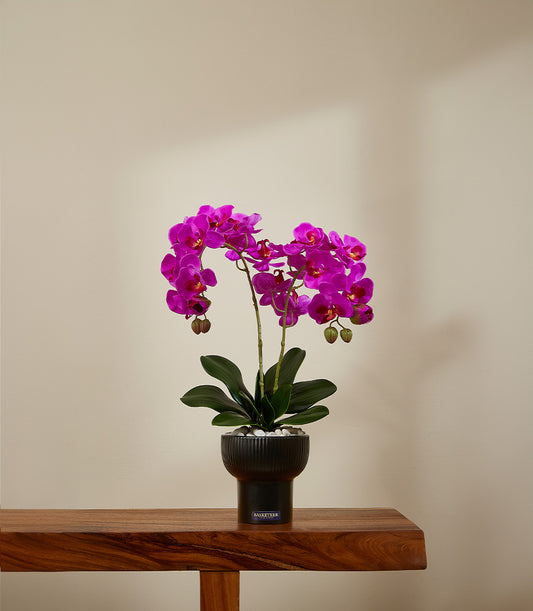 Deep magenta potted orchid with white stones in black ceramic vessel, luxury gift arrangement