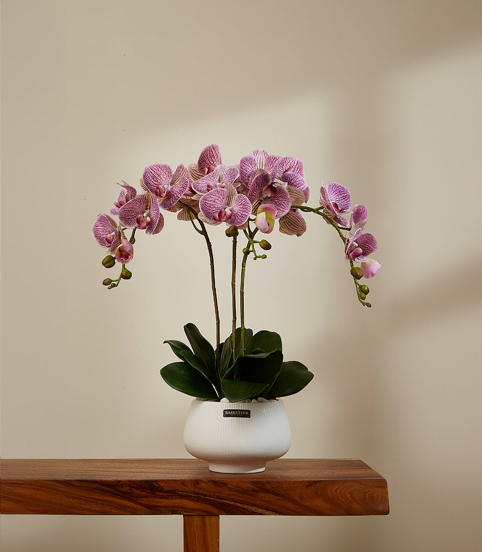 Purple Cascade Phalaenopsis orchids in white ceramic pot with striped blooms and green buds