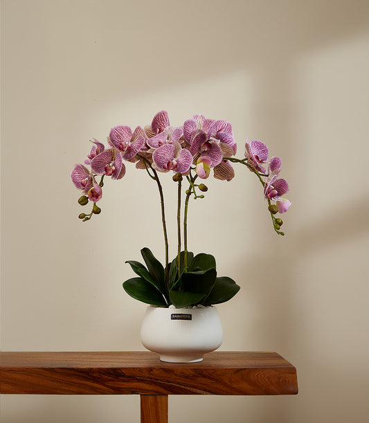 Purple Cascade Phalaenopsis orchids in white ceramic pot with striped blooms and green buds
