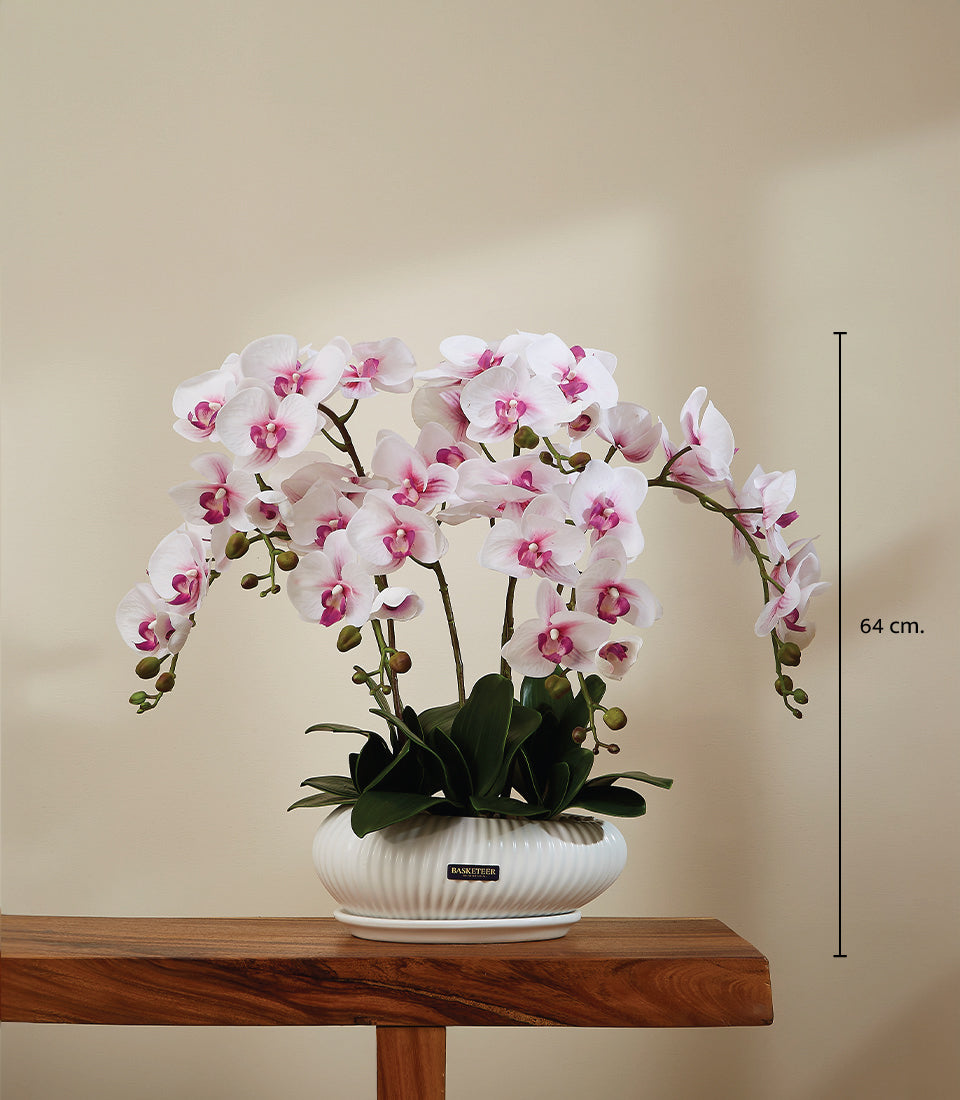 Light pink and white phalaenopsis orchid arrangement in white ceramic pot, 64 cm tall