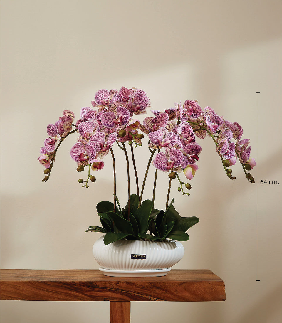 Lilac Delight potted orchids in white ceramic planter, vibrant pink Phalaenopsis flowers, 64 cm tall