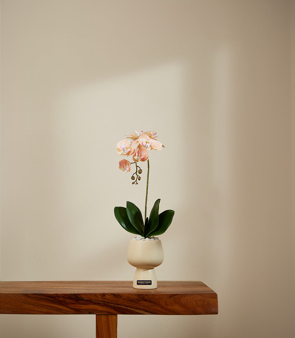 Peach-pink potted orchid in cream ceramic vase with decorative stones, luxury gift hamper plant