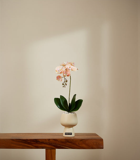 Peach-pink potted orchid in cream ceramic vase with decorative stones, luxury gift hamper plant