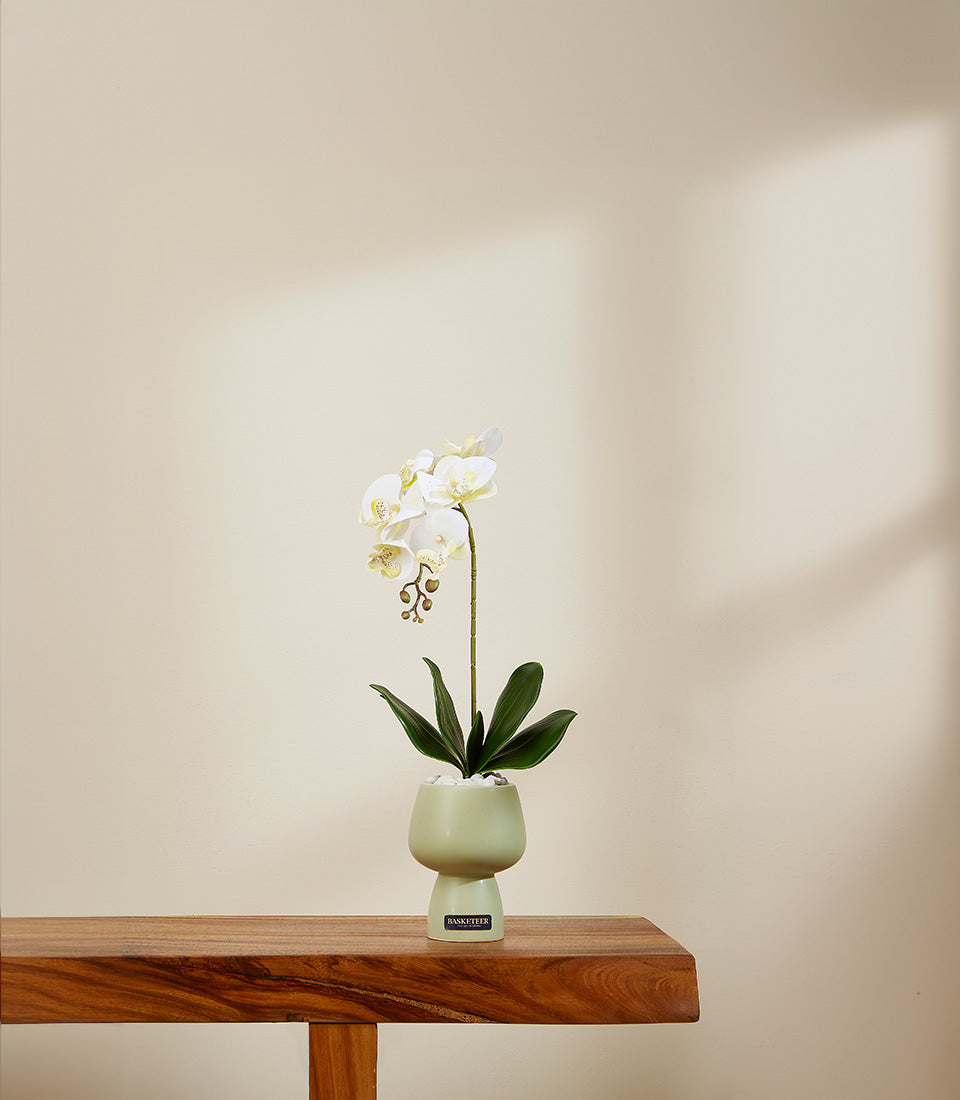 Elegant white orchid potted plant in light green ceramic vase with yellow centers and green foliage