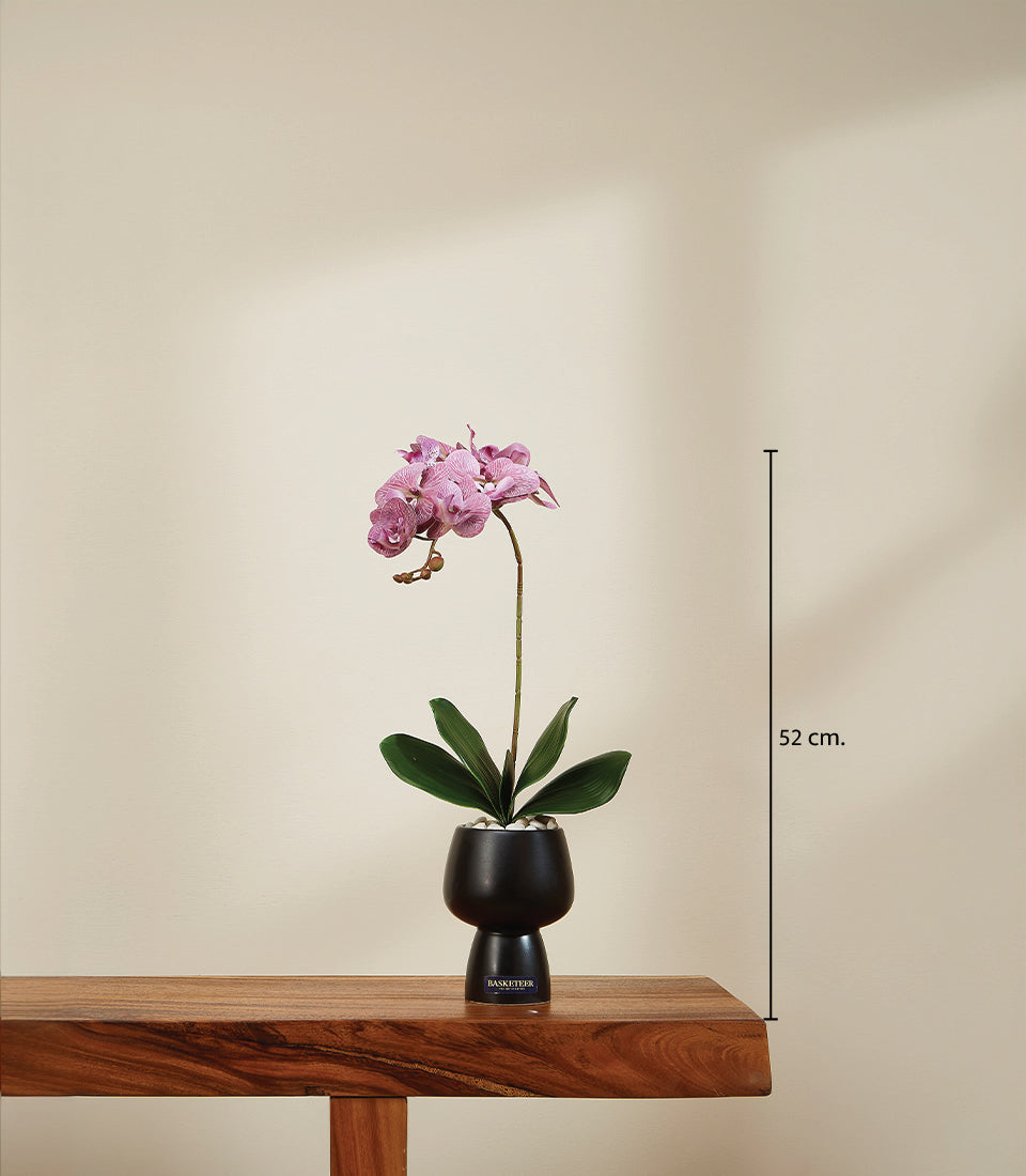 Purple phalaenopsis orchid with pink and white striped blooms in black ceramic vase