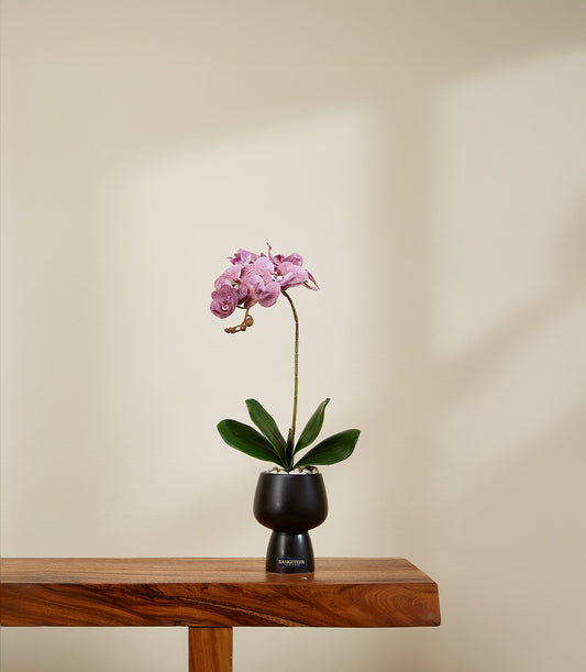 Purple phalaenopsis orchid in modern black vase with white pebbles and green foliage
