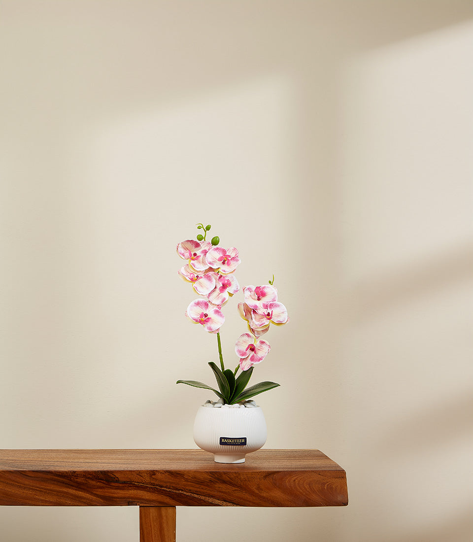 Pink and white striped phalaenopsis orchid in white ribbed ceramic pot with decorative stones