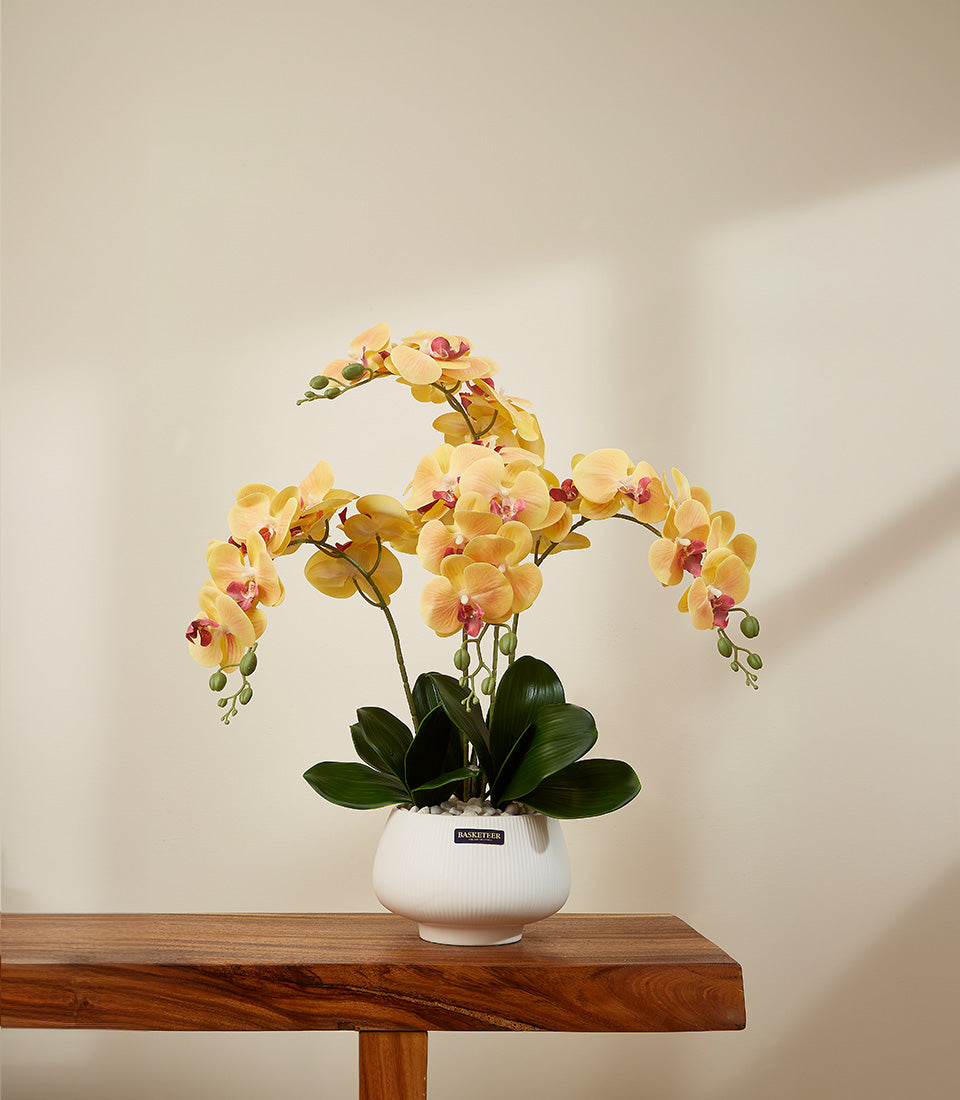 Golden yellow phalaenopsis orchids in white ceramic planter with green foliage and decorative pebbles