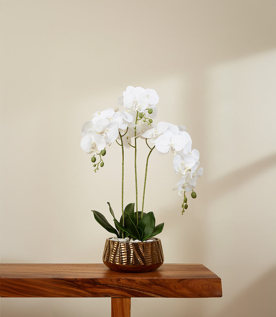 White potted orchid with bronze metallic planter and natural stones on wooden surface