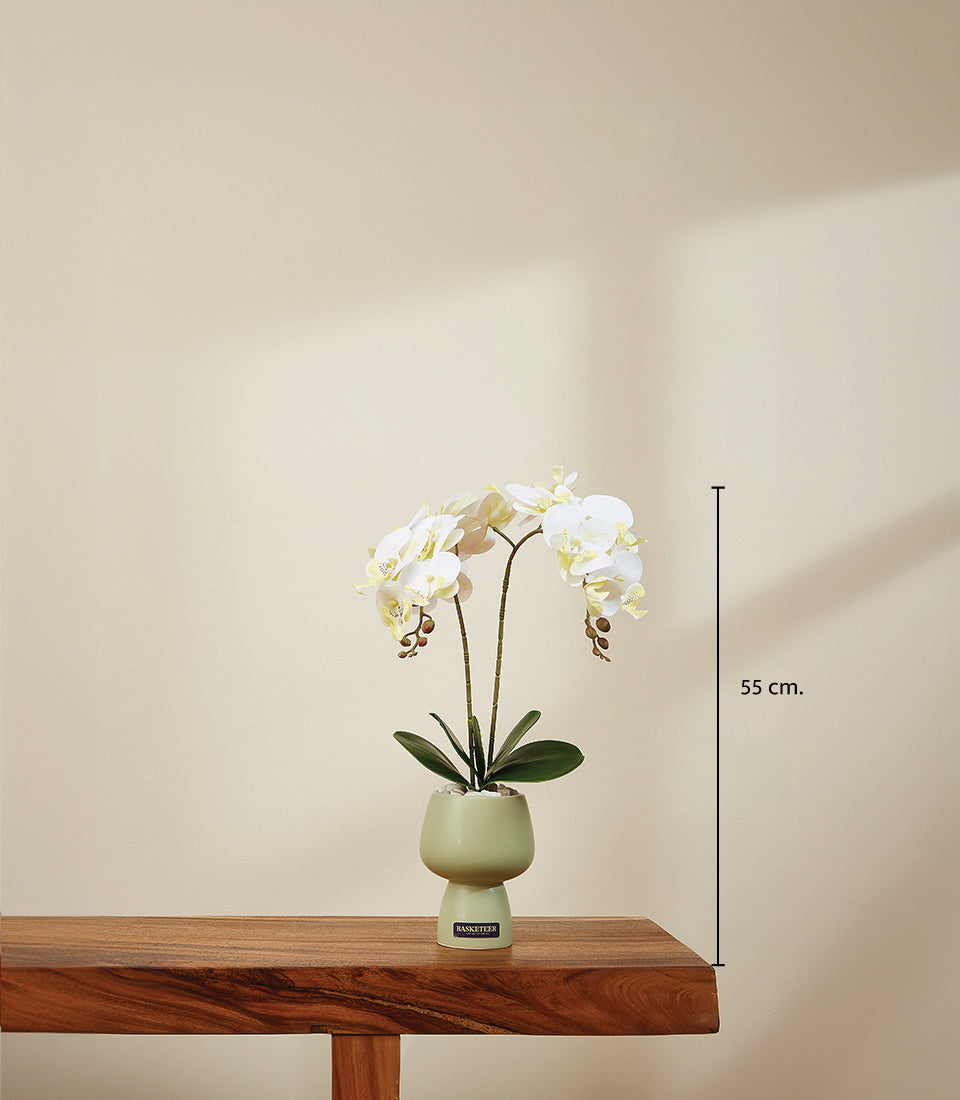 Elegant white potted orchid in light green ceramic vase, 55 cm tall luxury gift plant