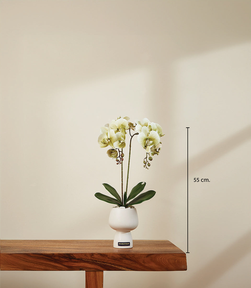 Lush ivory potted orchid in white ceramic two-tiered planter with green foliage, 55cm tall