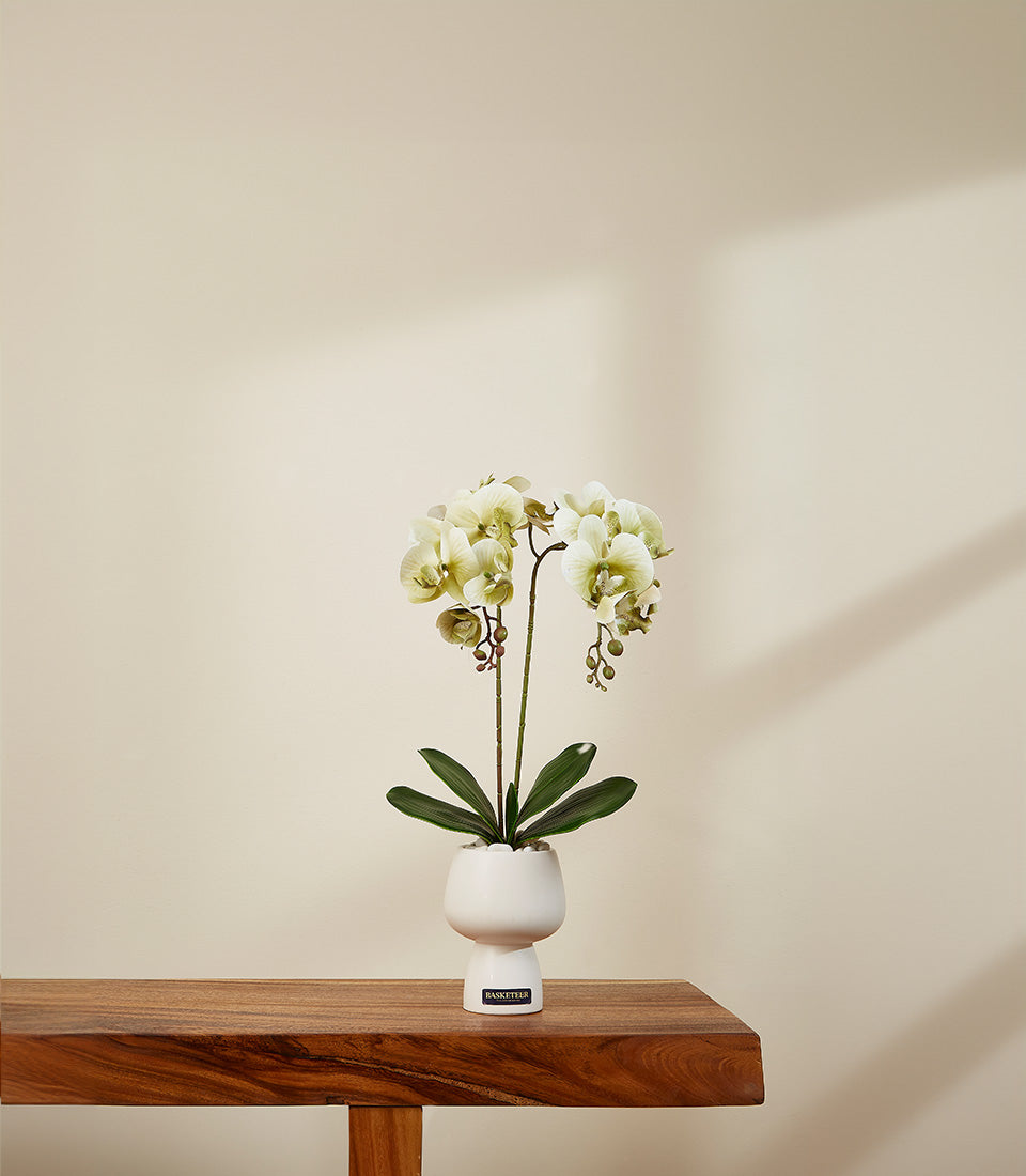 Lush ivory potted orchid in white ceramic hourglass planter with decorative stones