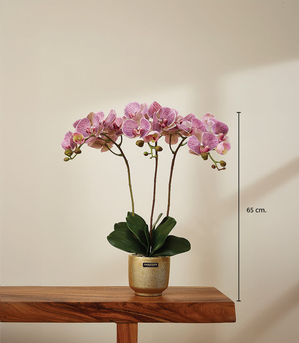 Radiant pink and white striped artificial orchids in metallic gold textured pot, 65 cm tall
