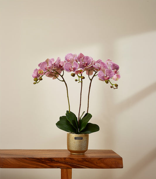 Radiant pink and white striped orchid plant in golden pot, artificial flowers for gifting