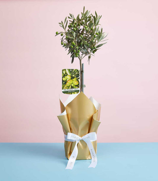 Italian olive plant gift wrapped in gold with white ribbon for Mother's Day