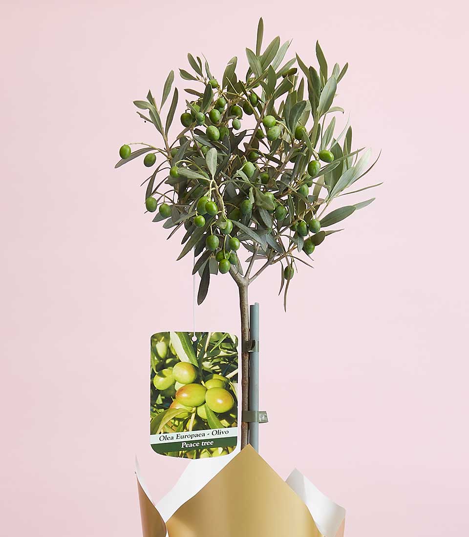 Olive tree gift plant in gold-wrapped pot with white care tag, Mother's Day present