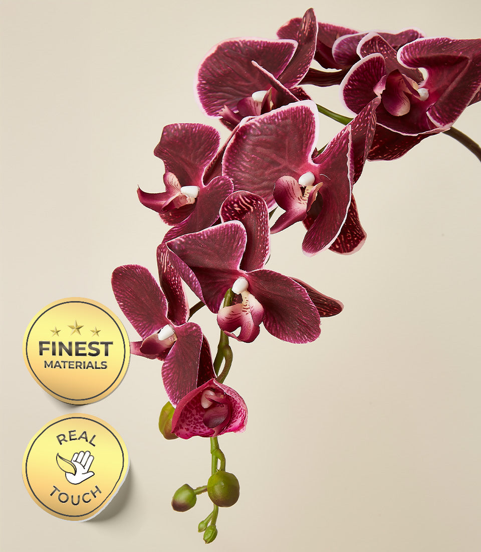 Regal burgundy potted orchid with lifelike Real Touch blooms and green buds