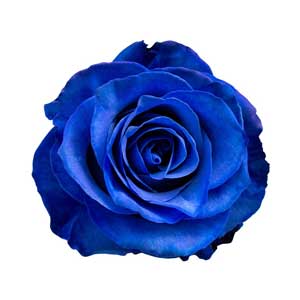 6e66aab8_Tinted-Blue.jpg