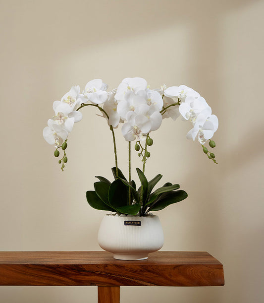 White phalaenopsis orchid in ceramic pot with green foliage and decorative stones