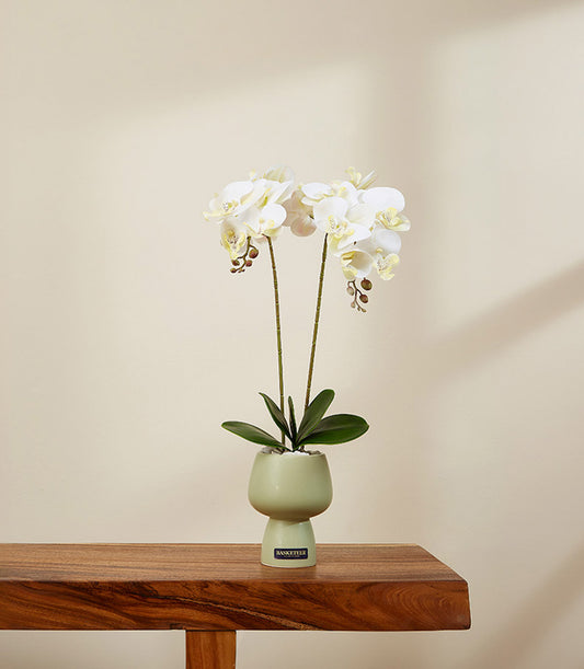 Elegant white orchid with yellow centers in light green ceramic hourglass vase, luxury potted flower gift