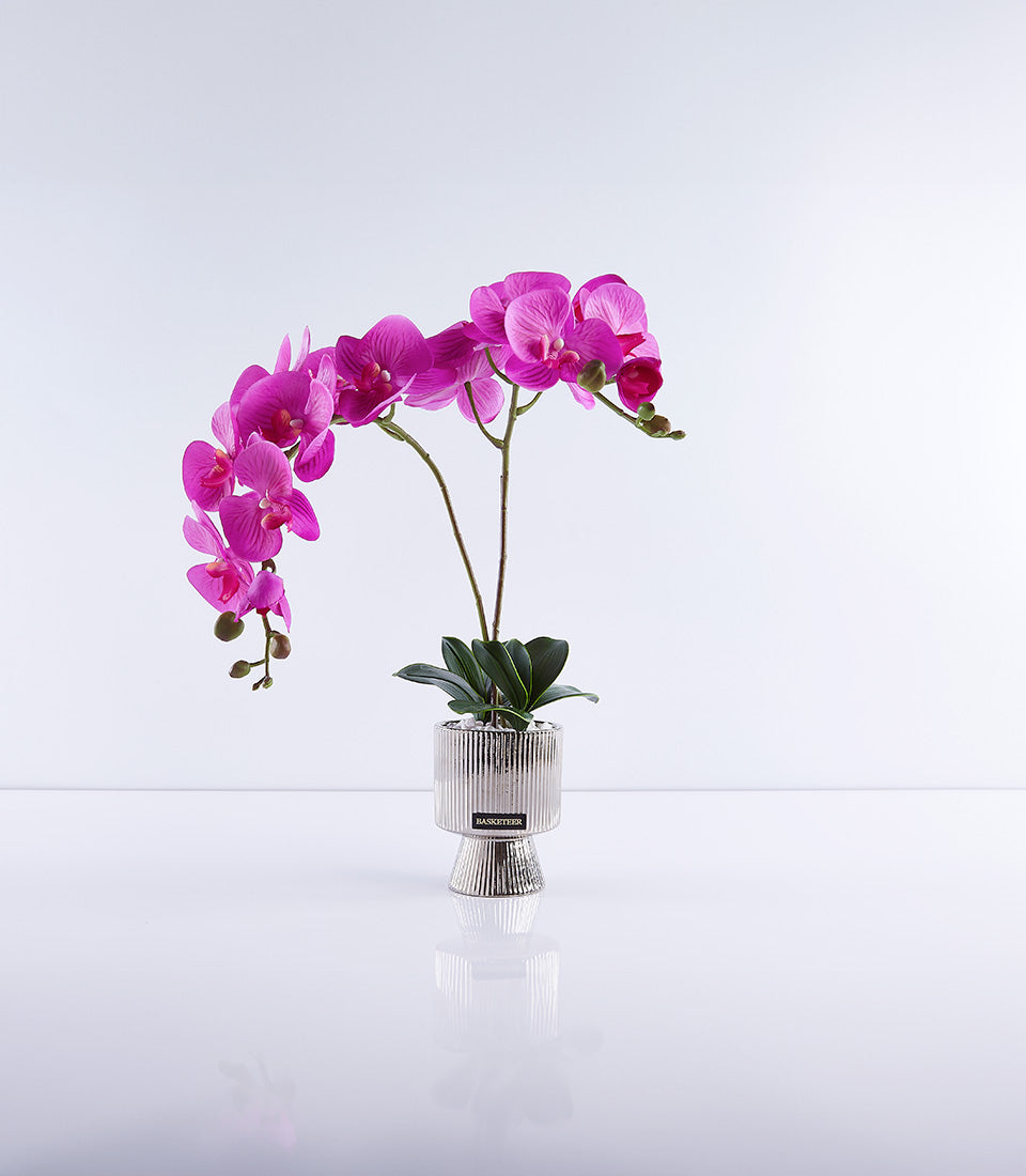 Vibrant magenta orchid with dual stems in modern fluted silver vase, premium potted flower gift