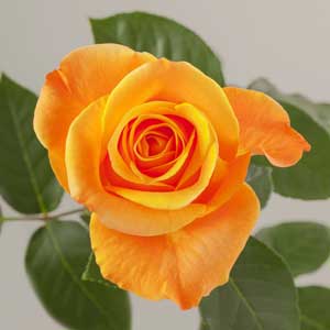 Vibrant orange rose in golden glow mini flower basket for birthday gifts