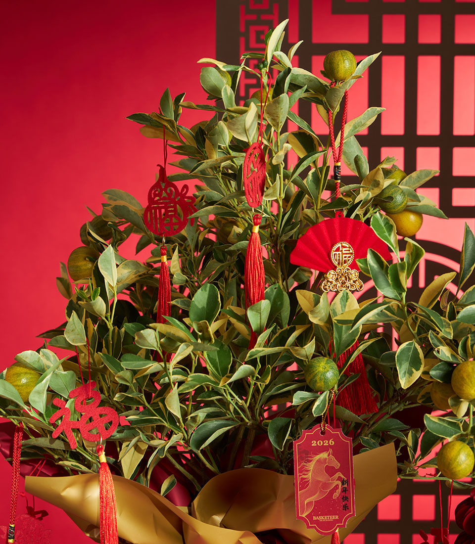 Variegated kumquat tree with red tassels and gold accents for Chinese New Year gifting