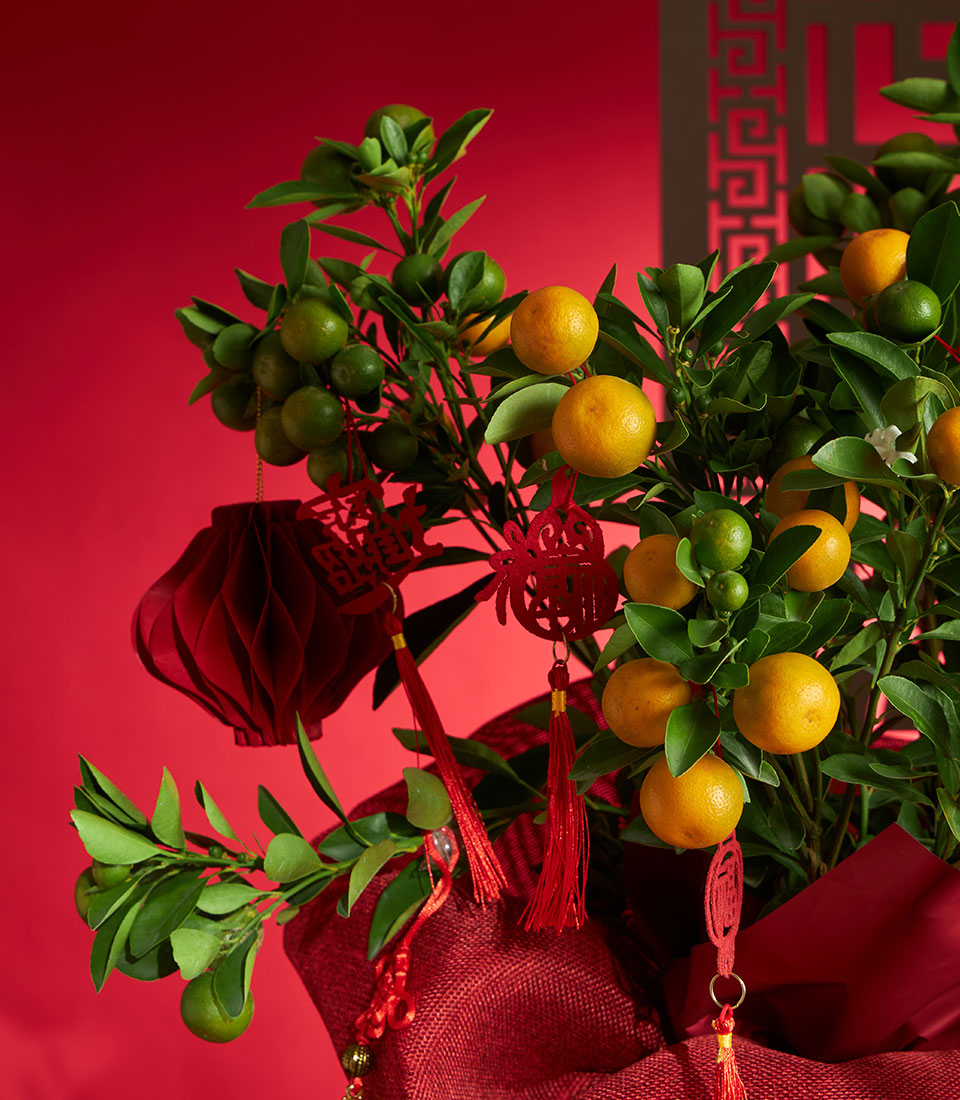 Vibrant kumquat tree with ripe orange and green fruits in red fabric pot, adorned with paper lanterns and traditional