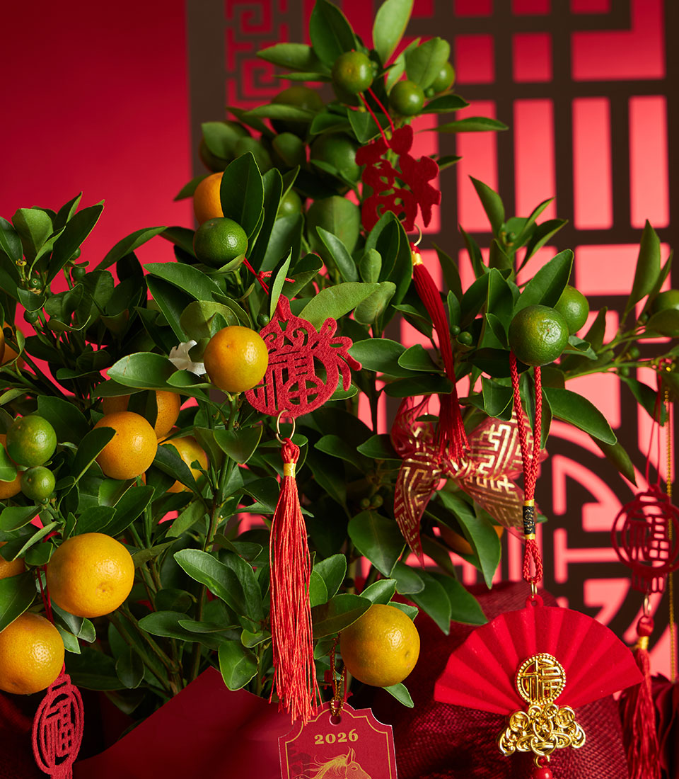 Vibrant kumquat tree with ripe fruit and festive red ornaments symbolising prosperity and good fortune for Chinese New Year