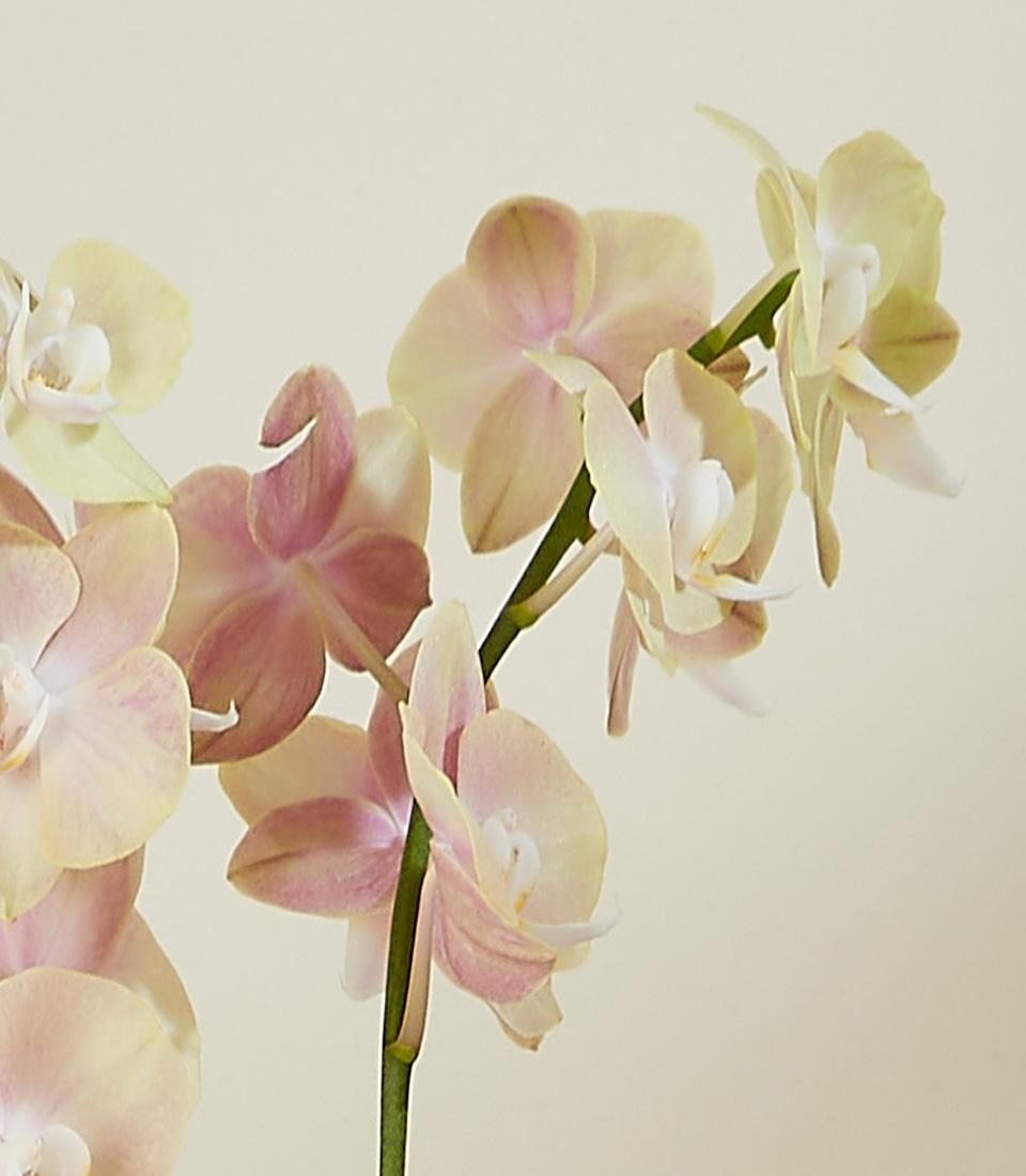 Elegant pale yellow and blush pink phalaenopsis orchids in cream vase, premium fresh flowers for congratulations and new