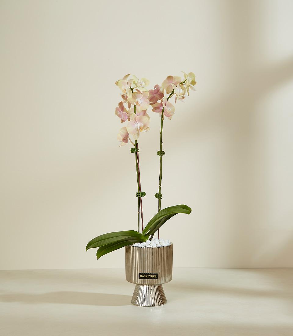 Elegant light pink orchid duo in metallic ribbed vase with white stones, premium fresh flowers for gifting