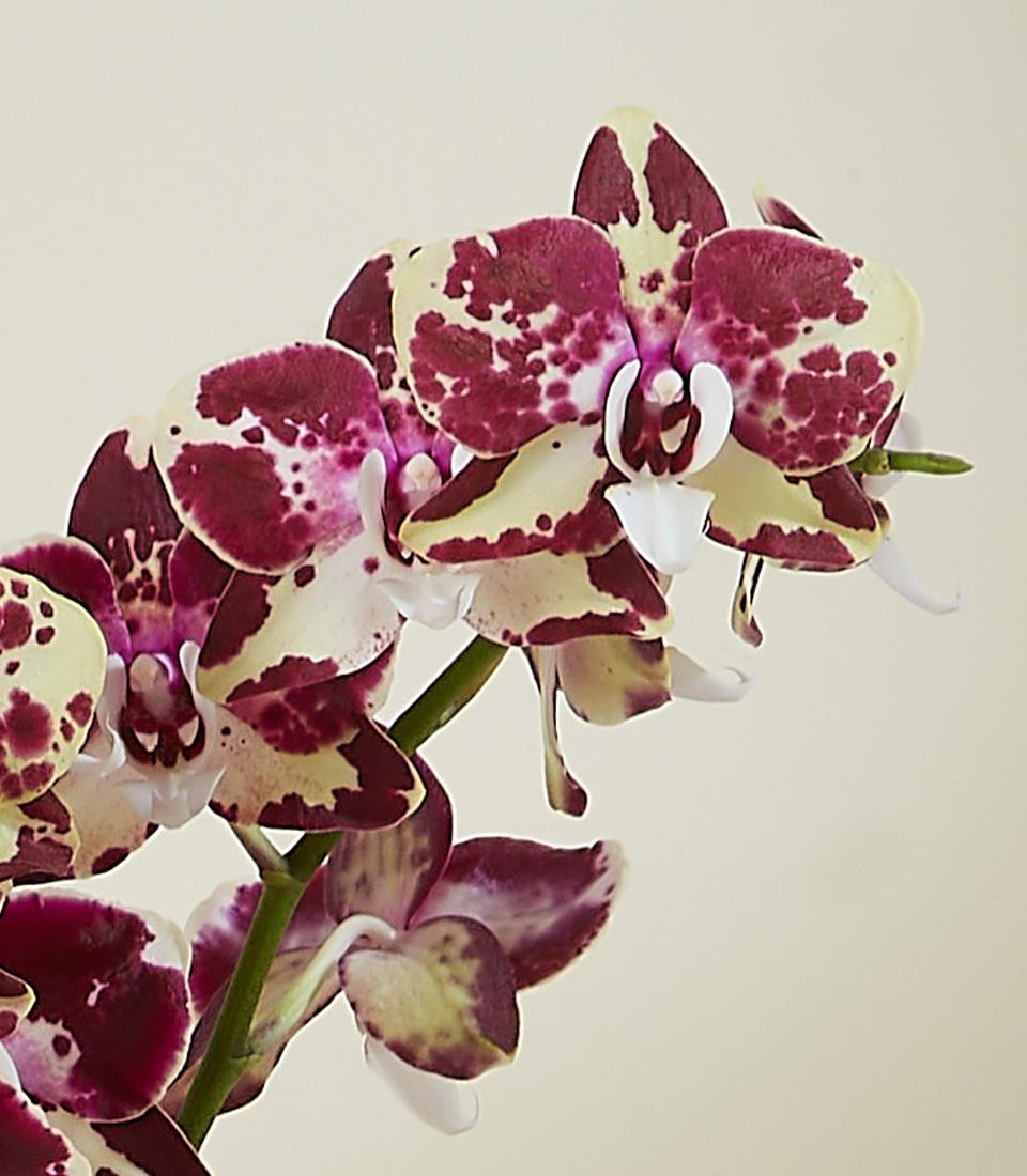 Bicolor phalaenopsis orchid duo with creamy yellow petals and deep magenta markings in elegant vase