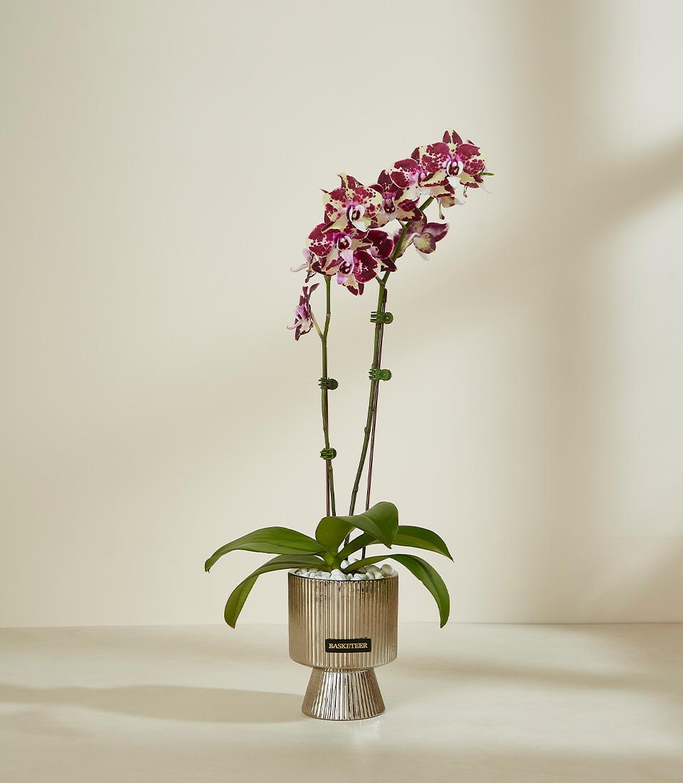 Purple and white speckled orchid duo in gold fluted pot with decorative stone, ideal for congratulations or new home gifting